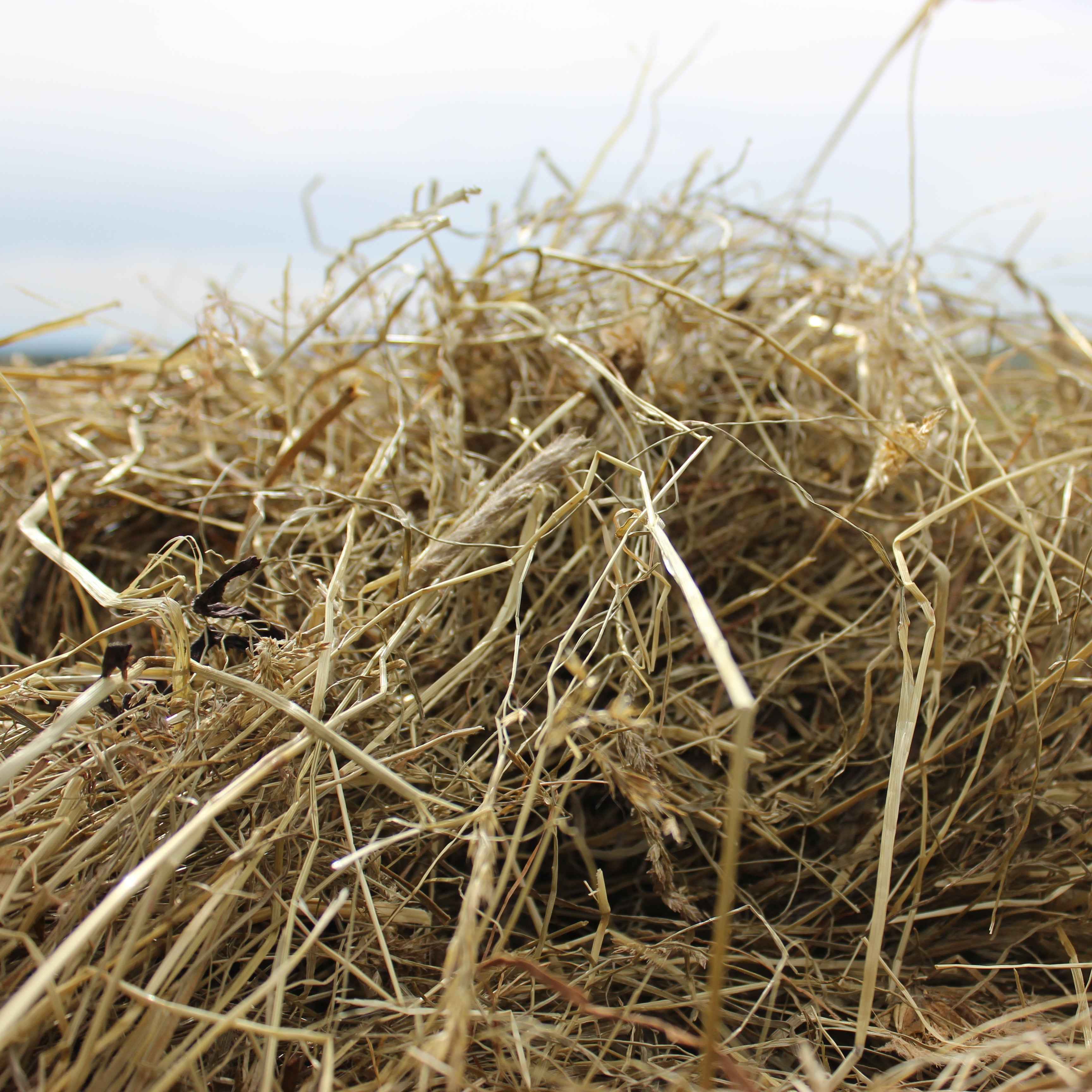 BIO Kräuter-Heulage Quader mini (als Futterprobe mit 25 - 30 kg)