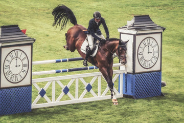 Pferde 2026: Zwischen Tradition, Sport und Tierschutz