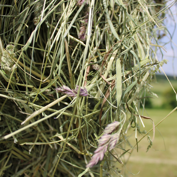 Grundfutter Liefervertrag