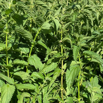 BIO Brennnessel-Granulat