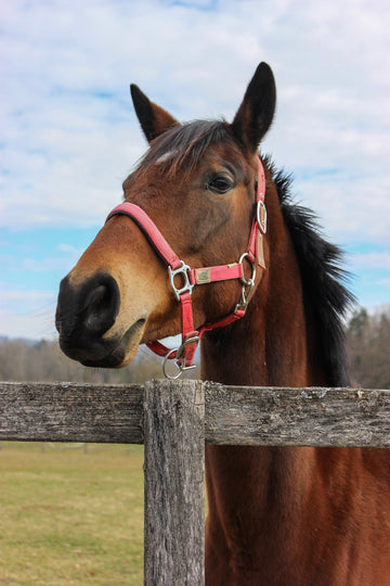 pferd-auf-dem-hof.webp__PID:60817b10-46da-4995-8244-a741ce378d04