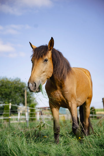 pferd-frisst-gras.webp__PID:f3a06081-7b10-46da-a995-0244a741ce37